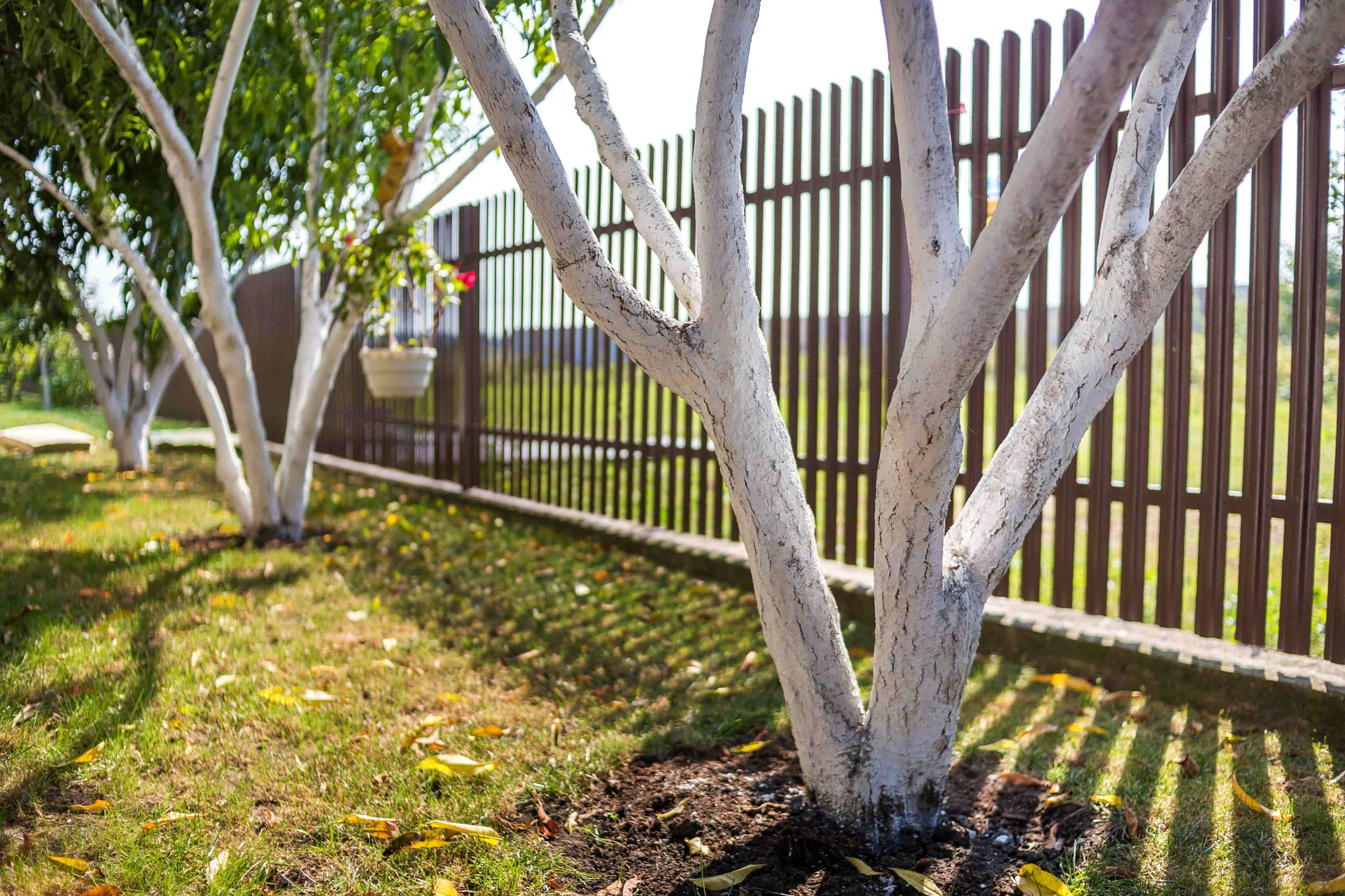 whitewashed-bark-of-fruit-trees-growing-in-sunny